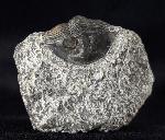 Scabriscutellum hammadi CHATTERTON et al. 2006 - Bild © FossNet FossilienStore